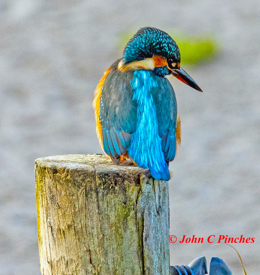 Kingfisher @ Eric Morecambe Hide Leighton Moss